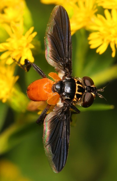 Feather-legged Fly - Trichopoda pennipes, Julie Metz Wetlands, Woodbridge, Virginia - 9576206536