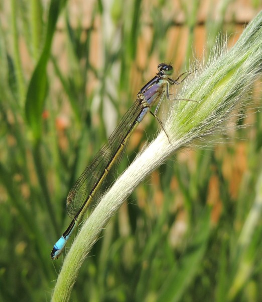 Female blue-tailed damselfly (Ischnura elegans f. violacea), Sandy, Bedfordshire (14489739652)
