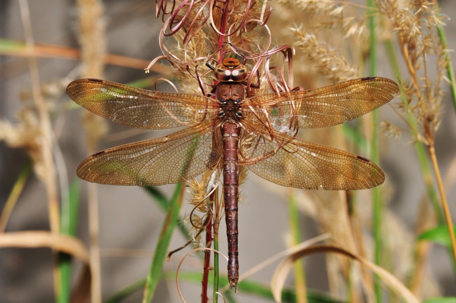 Female Brown Hawker (Aeshna grandis) (10312370433)