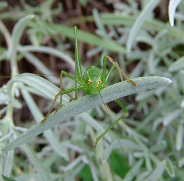 Female speckled bush-cricket (Leptophyes punctatissima) on lavender, Sandy, Bedfordshire (7915548272)
