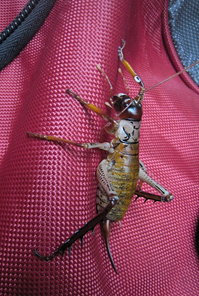 Female tree weta on duffel bag
