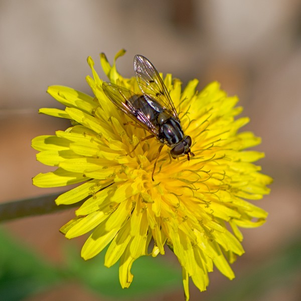 Ferdinandea cuprea (32128547886)