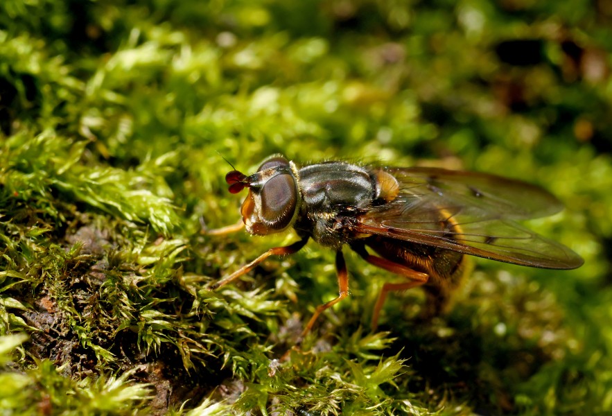 Ferdinandea cuprea egg-laying, Parc de Woluwé, Brussels (34372883911)