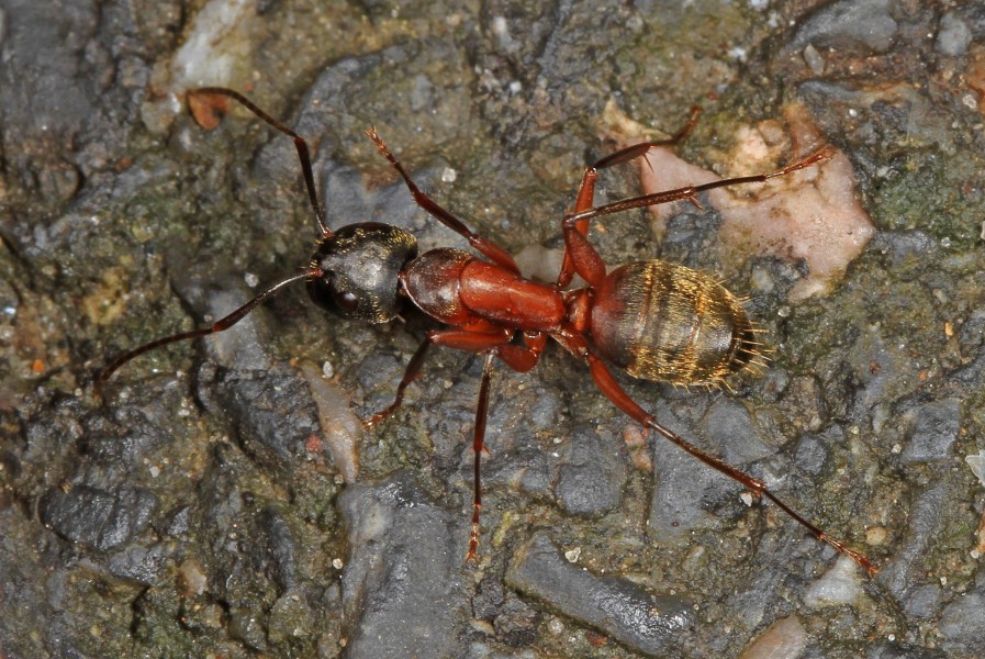 Ferruginous Carpenter Ant - Camponotus chromaiodes, Smithsonian Environmental Research Center, Edgewater, Maryland