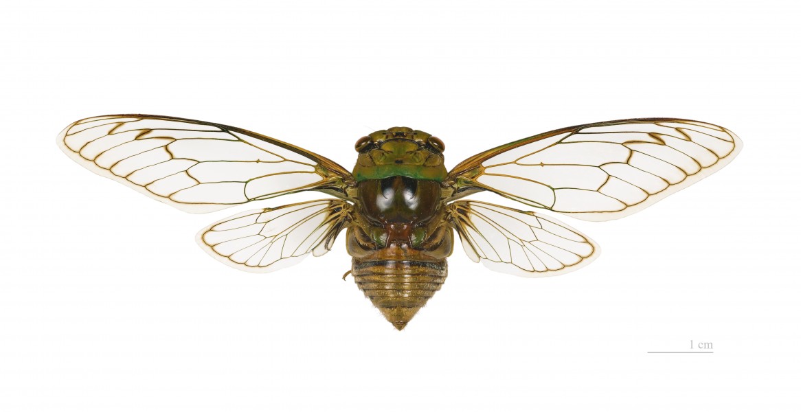 Fidicina mannifera MHNT dos