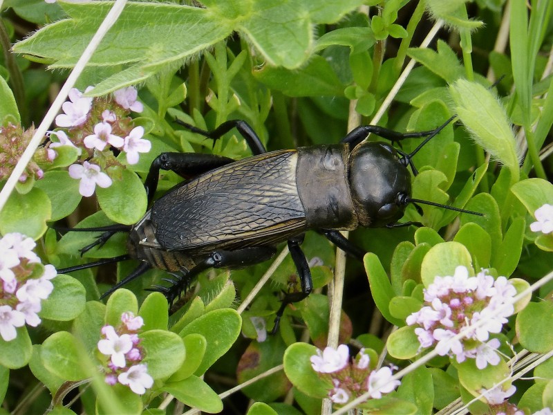 Field Cricket. Gryllus campestris, female (45338248741)
