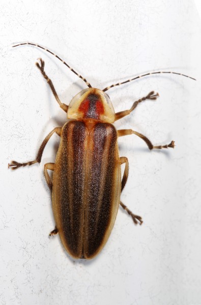 Firefly - Photuris species, Woodbridge, Virginia