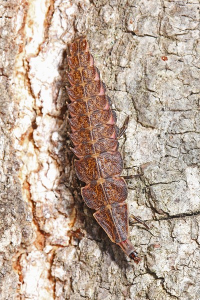 Firefly larva - Pyractomena species, Julie Metz Wetlands, Woodbridge, Virginia