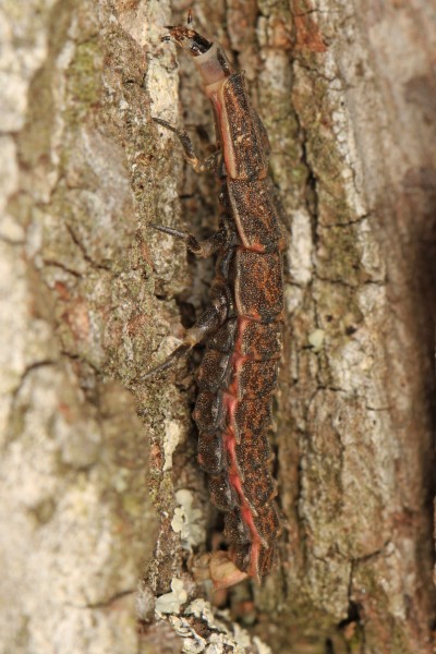 Firefly larva - Pyractomena species, Julie Metz Wetlands, Woodbridge, Virginia - 01