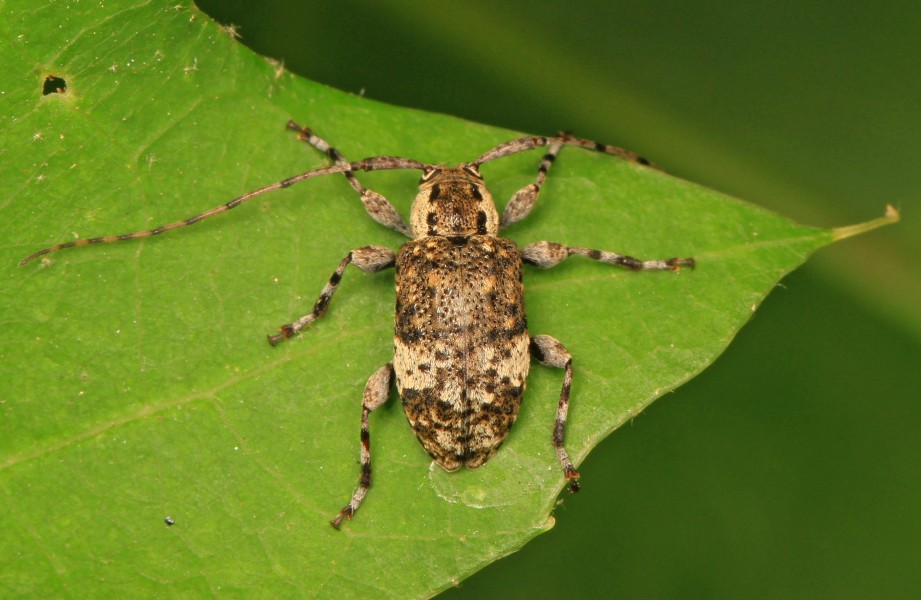 Flat-faced Longhorn Beetle - Astylopsis macula, Colchester Park, Mason Neck, Virginia