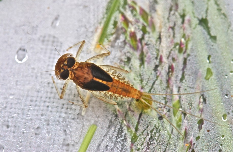 Flatheaded mayfly, genus Rhithrogena (6948904940)