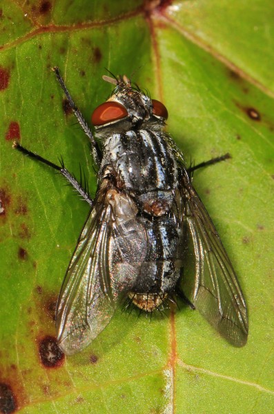 Flesh Fly, Julie Metz Wetlands, Woodbridge, Virginia