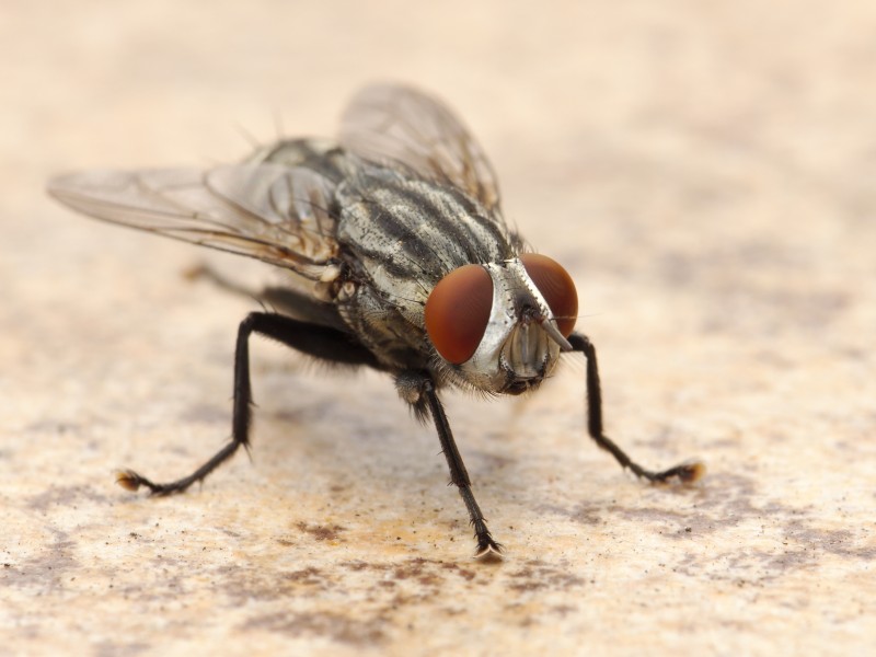 Flesh Fly Los Angeles 2015-08-06 3