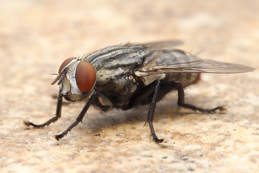 Flesh Fly Los Angeles 2015-08-06 5