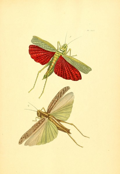 Flickr - BioDivLibrary - n106 w1150 (2)
