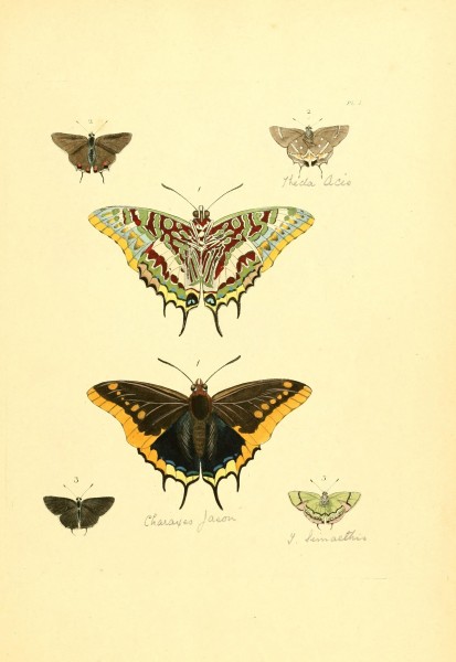Flickr - BioDivLibrary - n10 w1150 (1)