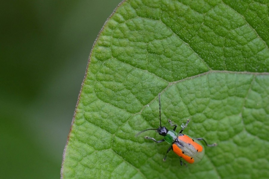 Flickr - ggallice - Beetle