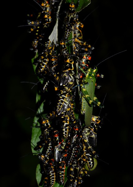 Flickr - ggallice - Grasshoppers