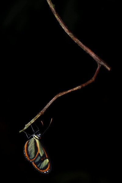 Flickr - ggallice - Ithomia salapia derasa (1)