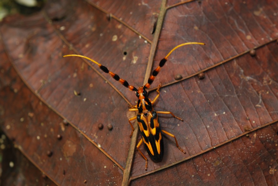 Flickr - ggallice - Longhorn beetle (3)