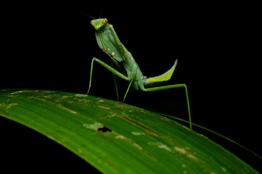Flickr - ggallice - Mantid