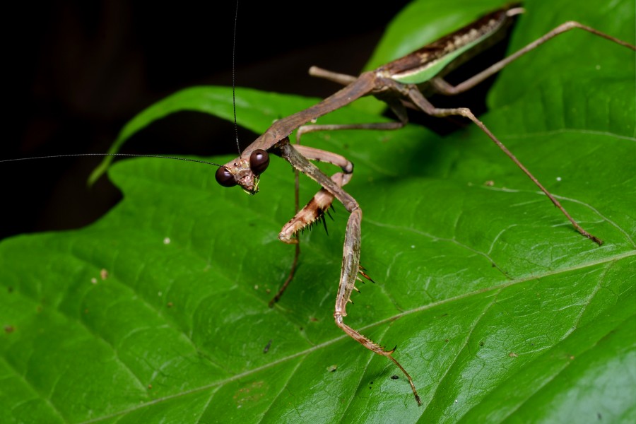 Flickr - ggallice - Mantis