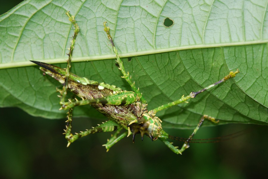 Flickr - ggallice - Moss katydid
