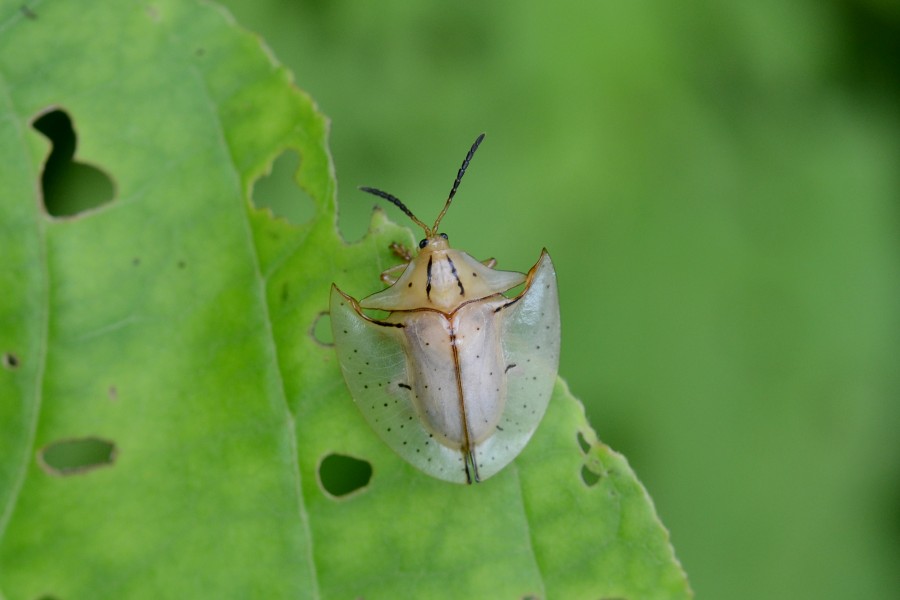 Flickr - ggallice - Tortoise beetle (2)