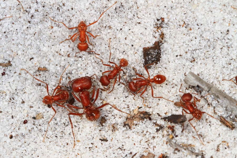 Florida Harvester Ants - Pogonomyrmex badius, Lake June-in-Winter Scrub State Park, Lake Placid, Florida