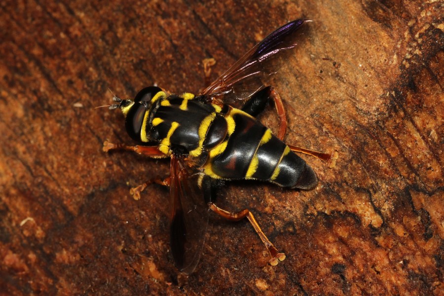 Flower Fly - Meromacrus acutus, Highland Hammock State Park, Sebring, Florida