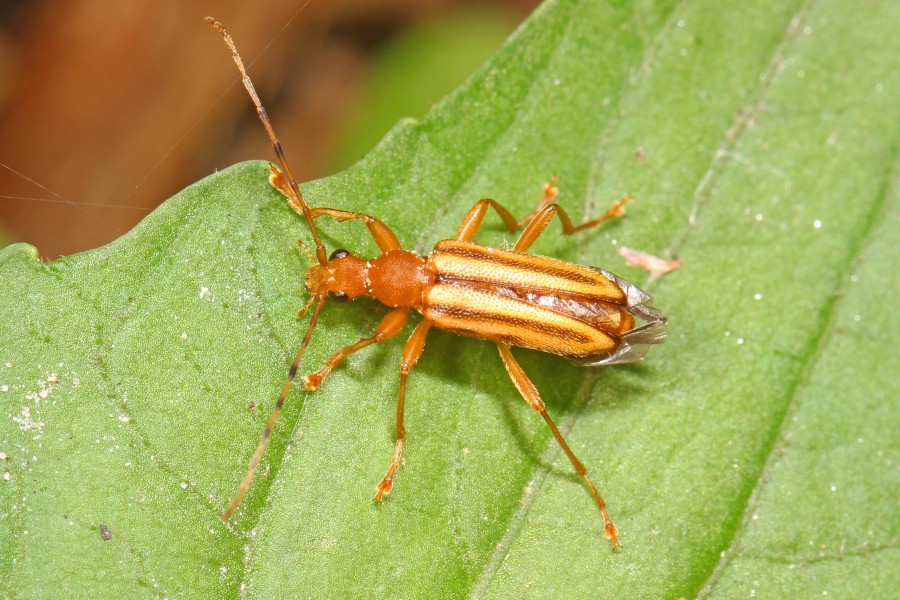 Flower Longhorn - Metacmaeops vittata, Leesylvania State Park, Woodbridge, Virginia