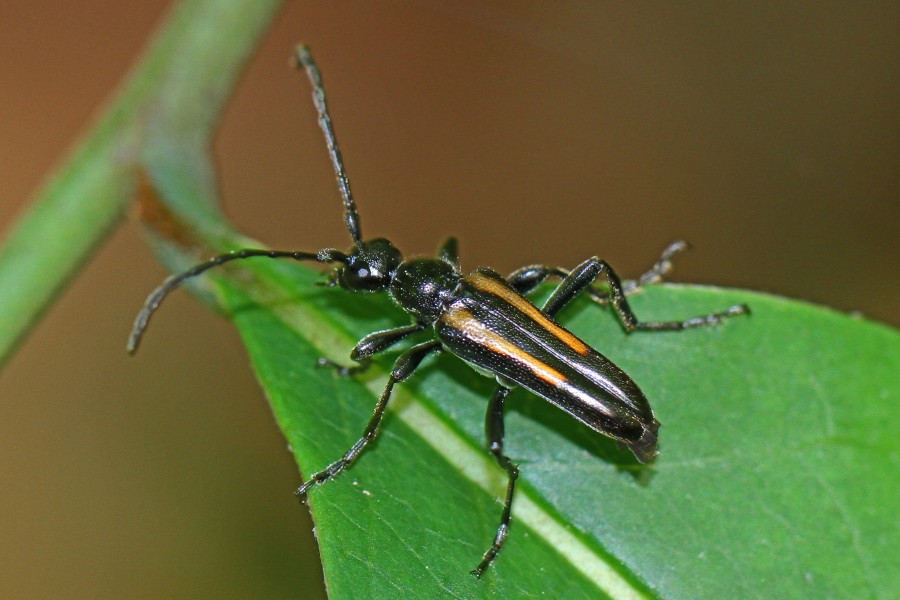 Flower Longhorn - Strangalepta abbreviata, Mason Neck State Park, Lorton, Virginia