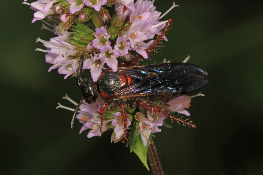 Flower Wasp - Scolia nobilitata, Woodbridge, Virginia