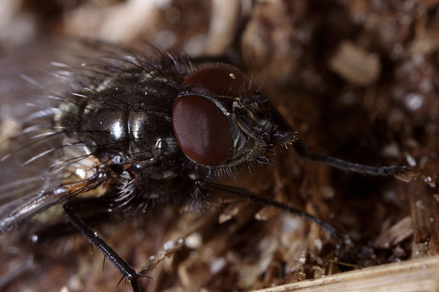 Fluer (Brachycera) (5719421384)