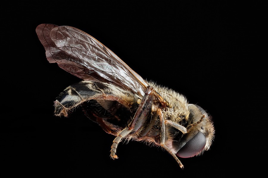 Fly,-side 2012-07-26-16.57.50-ZS-PMax (7733509720)