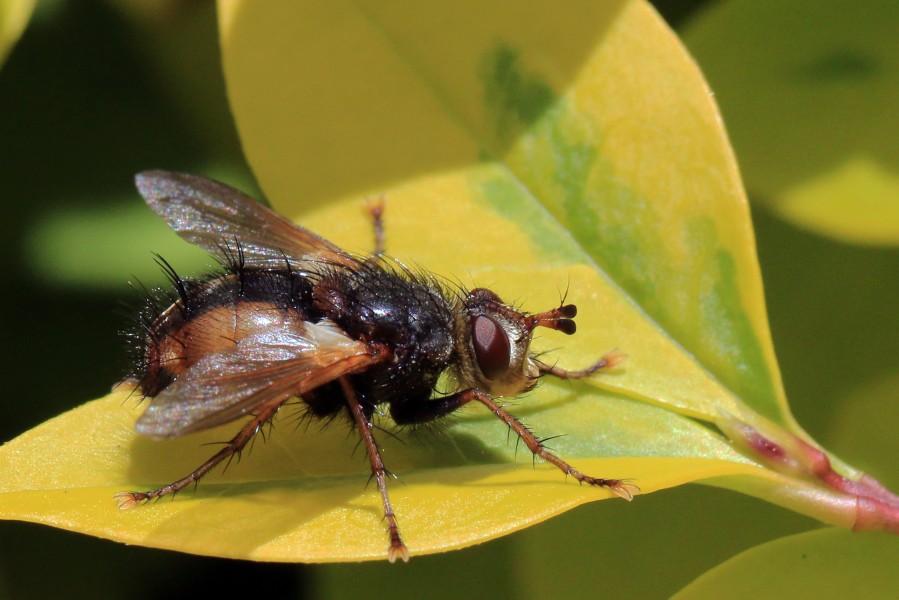 Fly (Tachina fera) side