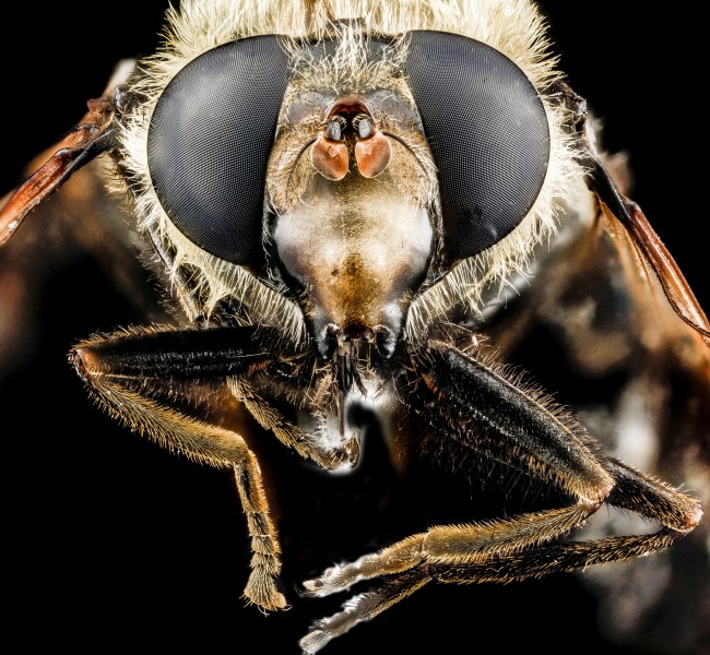Fly, U, face, Yellowstone National Park 2012-11-29-14.14.53 ZS PMax (8236050885)