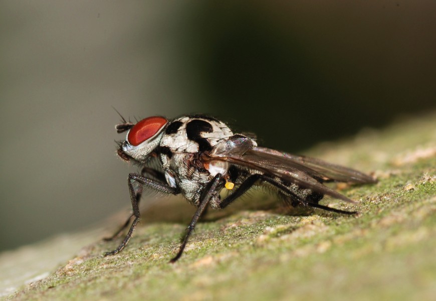 Fly June 2008-10