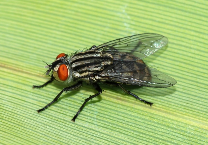 Fly May 2008-6