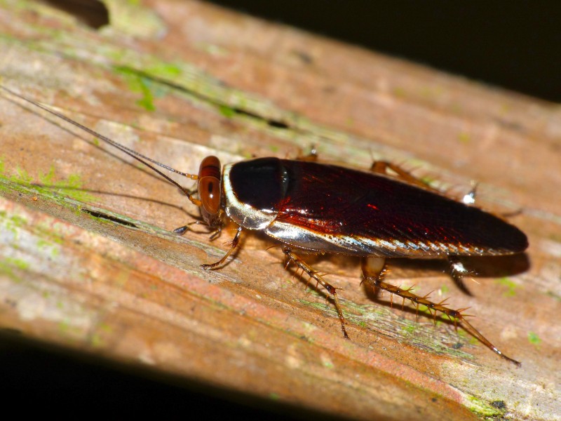 Forest Cockroach (Pseudophyllodromia sp.) (15349259250)