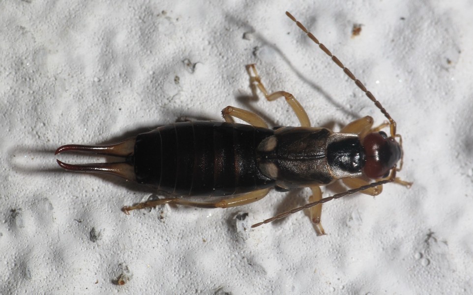 Forficula Auricularia en Bastavales, Galiza 090818 002