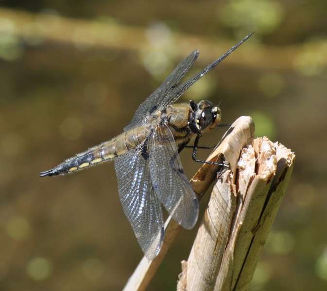 Four-spotted Chaser -(Libellula quadrimaculata)