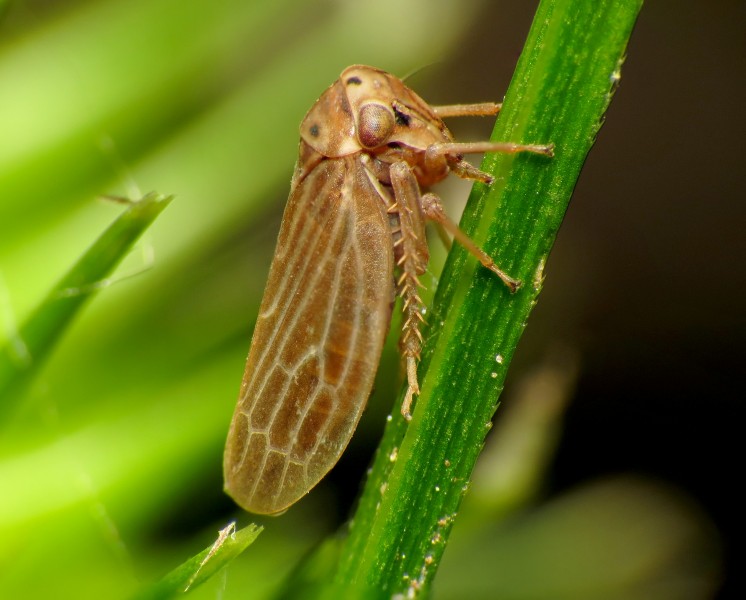 Four-spotted Clover Leafhopper - Flickr - treegrow (1)