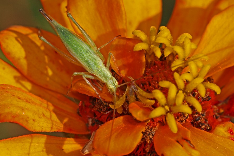 Four-spotted Tree Cricket - Oecanthus quadripunctatus, Meadowwood Farm SRMA, Mason Neck, Virginia