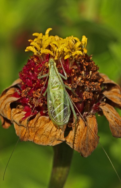 Four-spotted Tree Cricket - Oecanthus quadripunctatus, Meadowwood Farm SRMA, Mason Neck, Virginia - 8037972546