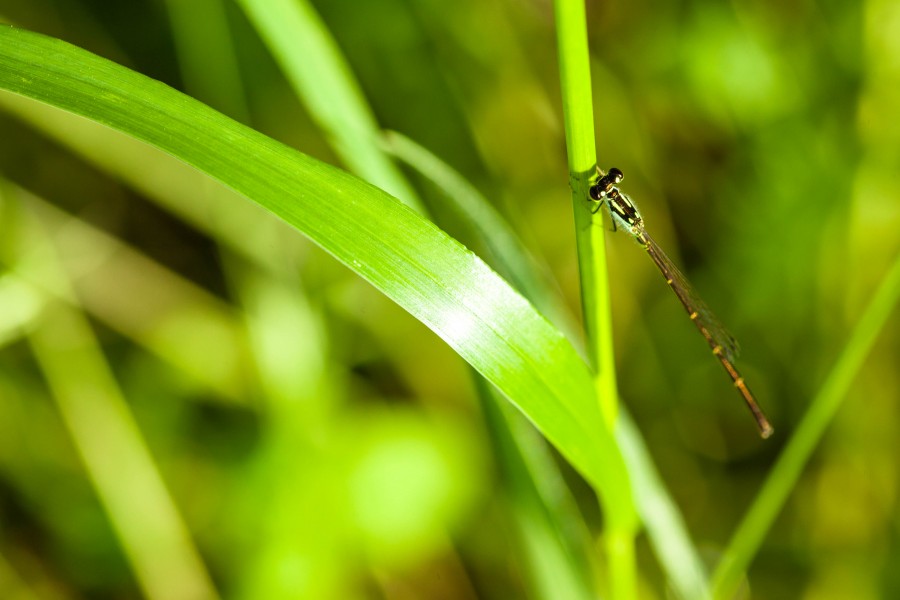 Fragile forktail (21236751891)