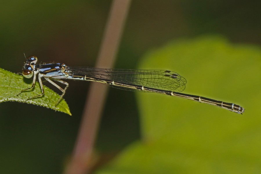 Fragile Forktail - Ischnura posita, Springfield, Va. - 5917979593