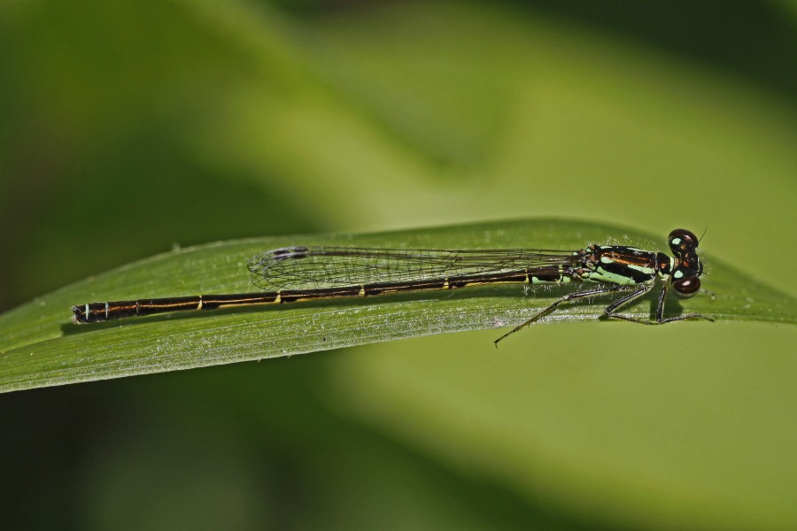 Fragile Forktail - Ischnura posita, Woodbridge, Va. - 5678072683