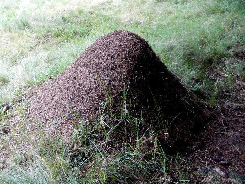 Freiländer Alm Ameisenhaufen 2016