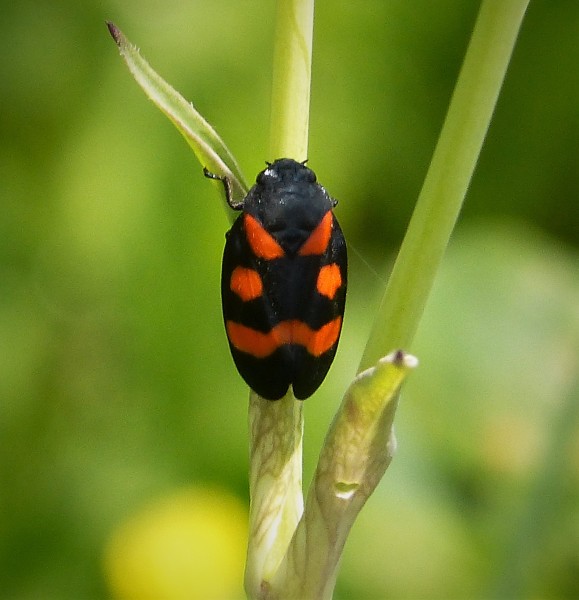 Froghopper, Cercopis arcuata (44615192314)